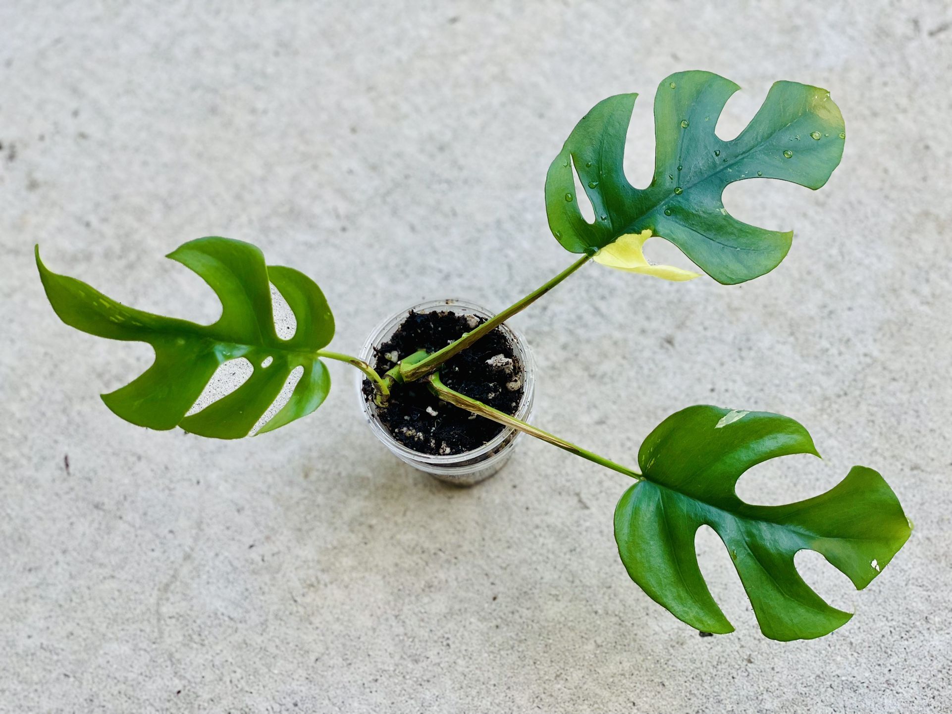 Variegated Tetrasperma Tetra Mini Monstera Rare House Plant
