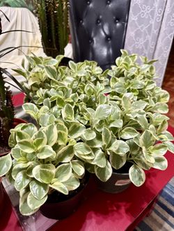 🌿Beginner-friendly houseplants🩷Super Hardy Variegated Peperomia Plant🌿PLS Read Description🩷