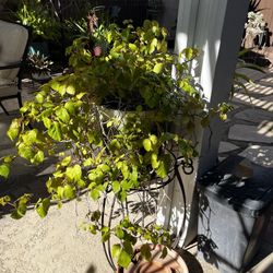 Beautiful Ivy Plant with Pot -Stand not included