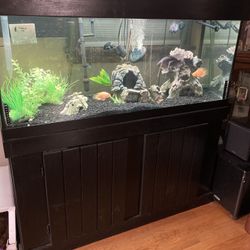 75 gallon fish tank￼
