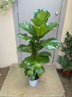 Ficus Lyrata Fiddle Leaf Fig Tree House Plant 8.5” Pot