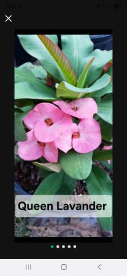 Coronas de cristo plantas/Crown Of Thorns Plants 🪴 