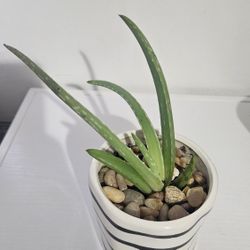 Aloe Plant 