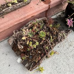 CUSTOM MADE SEDUM BARK PLANTERS $35-150