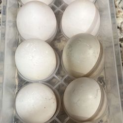 Duck Eggs