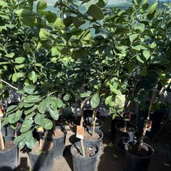 Cara Cara Red Navel Orange 🍊 Trees 4F Tall $55 Each Price Firm