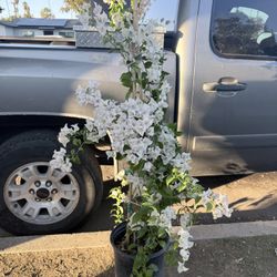 White Bougainvillea Flower Plant