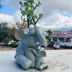 🔥🔥 Elephant Child And Parent Planter 🐘 🐘 w Elephant Ear Succulents 🪴 