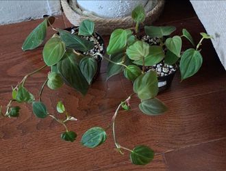 Live Healthy PHILODENDRON Micans Velvet Leaf each $6