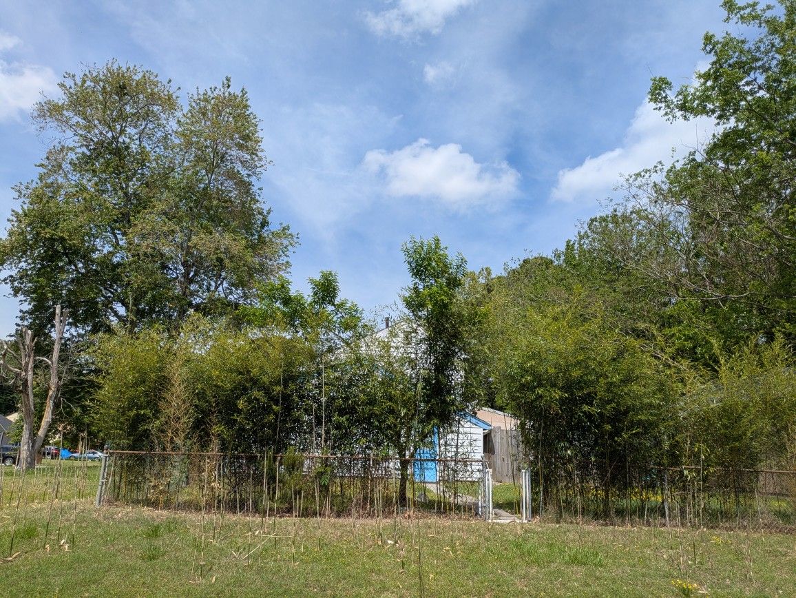 Organic Bamboo Shoot