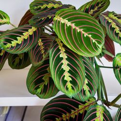 Maranta red prayer plants 🪴 🌿
