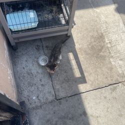 Cat 🐈 Cage 