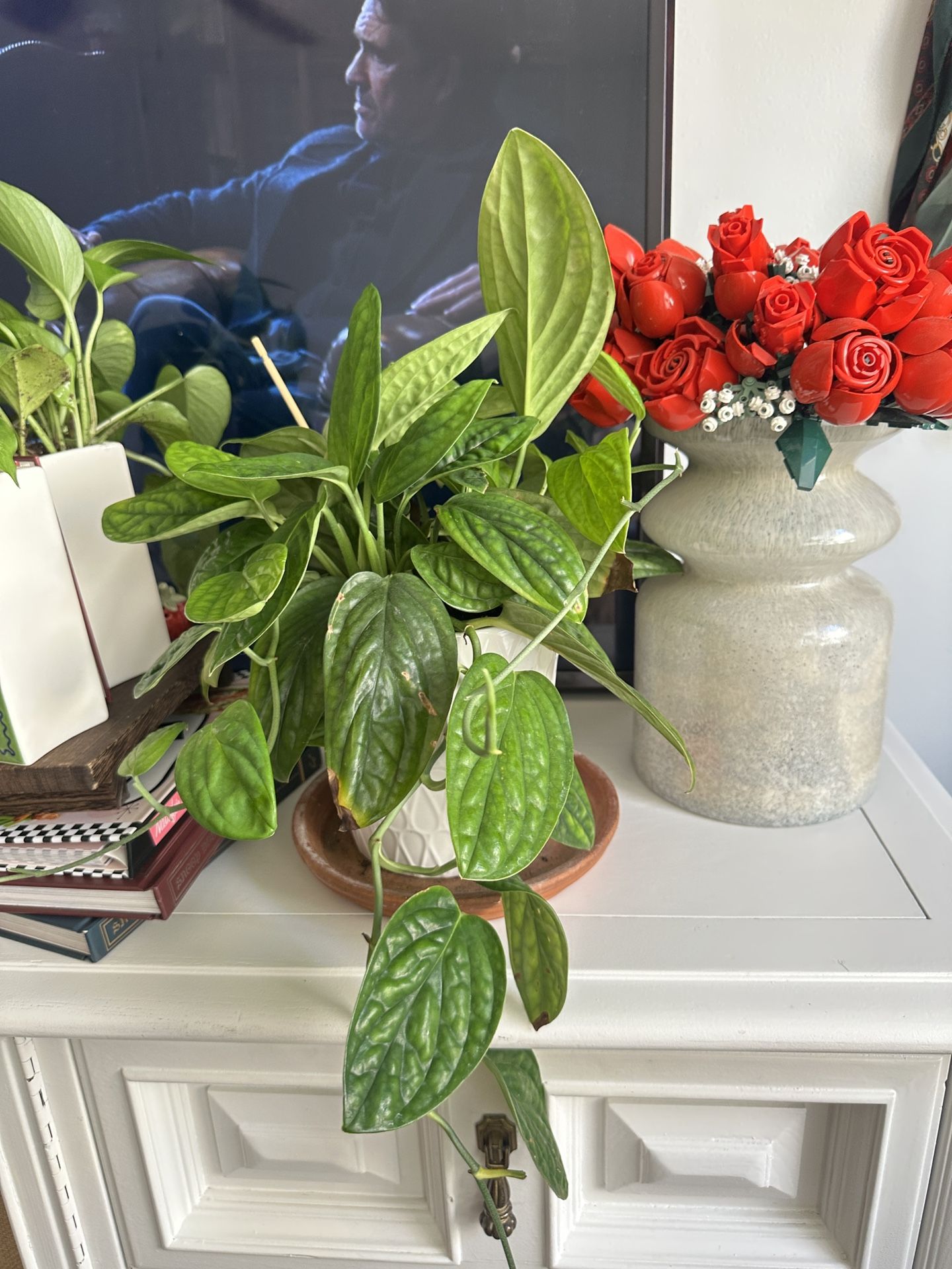Plant And Pot