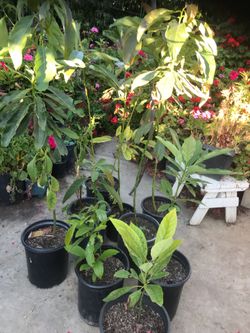 Avocado Plant