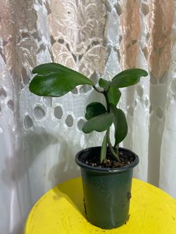 Hoya Keri
