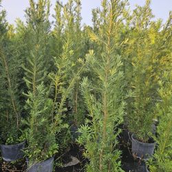 Podocarpus And Clusias Over 6 Feet Tall  Instant Privacy Hedge For Fence 