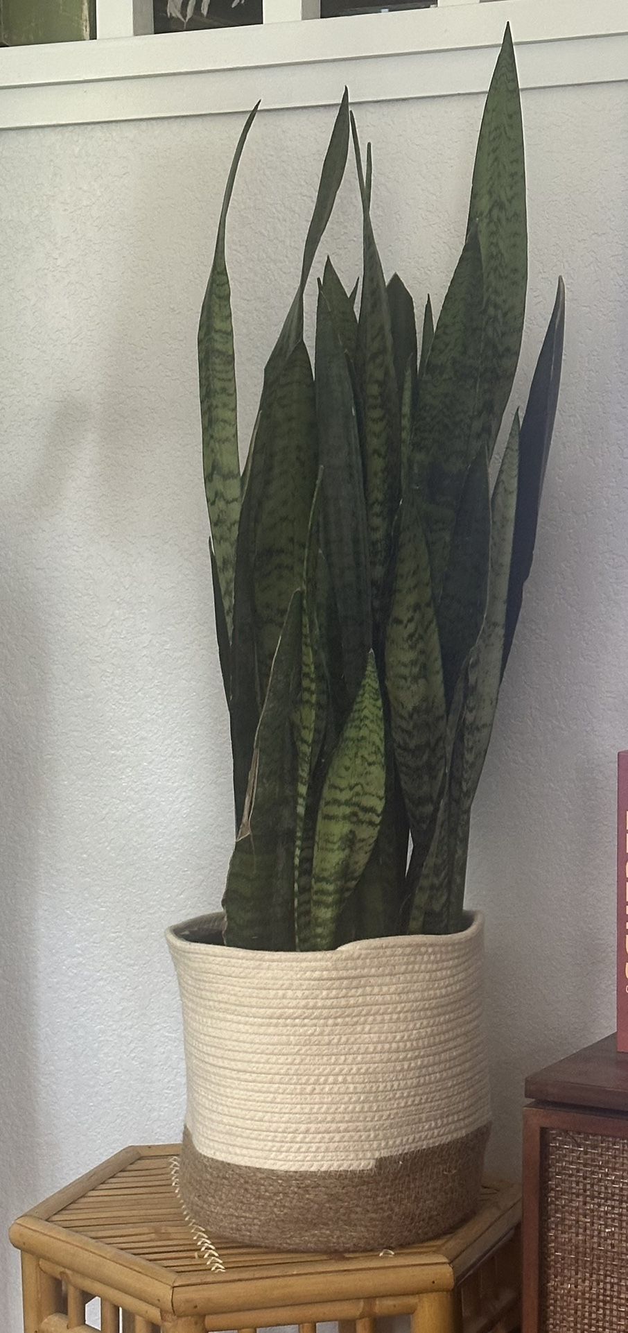 Large snake Plant with Woven Basket