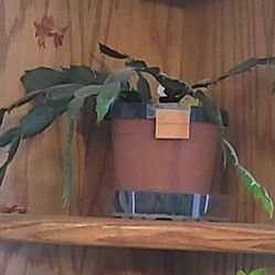 Peach Holliday Cactus.