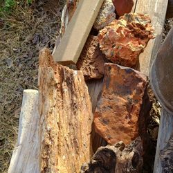 Petrified Wood And Fossels