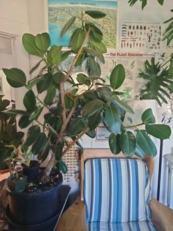 5ft Rubber Tree House Plant