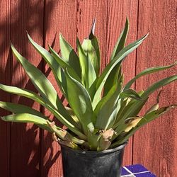 Plant