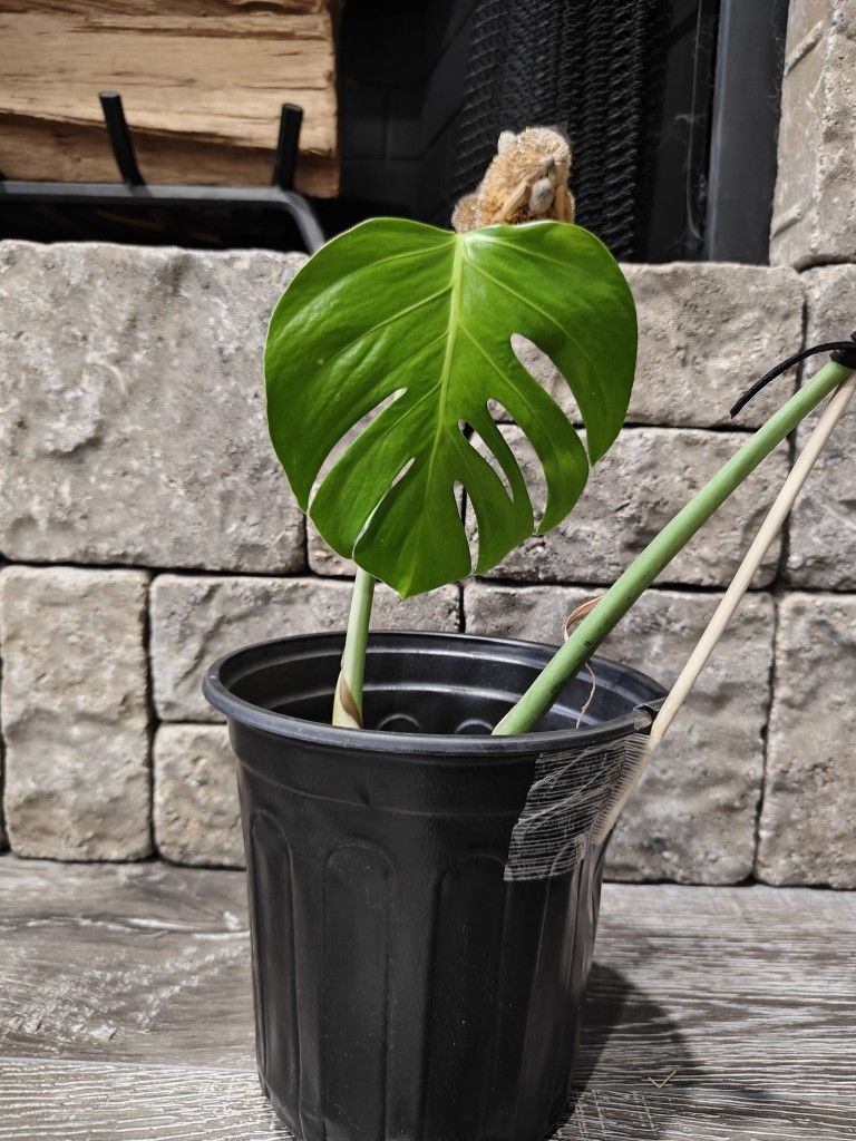Monstera Sierrana