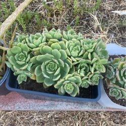Succulent Plants