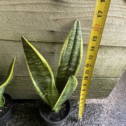 4” Pot Snake Plant $10 Each, 6” Pot Pilea Chinese Money Plant $10 Each; 95820