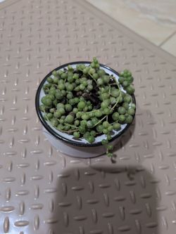 Variegated String Of Pearls