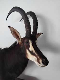 Sable Antelope pedestal taxidermy mount