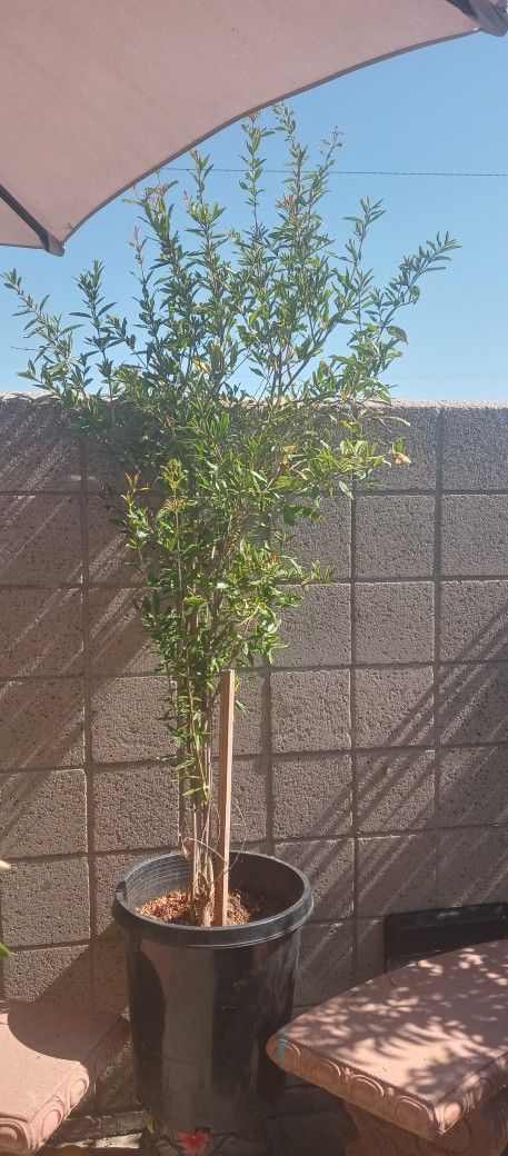 Plant