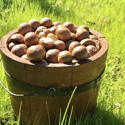 MACADAMIA NUTS, Locally Grown