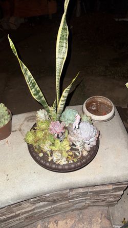 Mixed Succulent and Snake Plant Arrangement