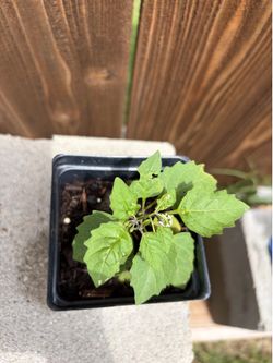 Black nightshade/Manathakkali keerai seedling in 4” pot