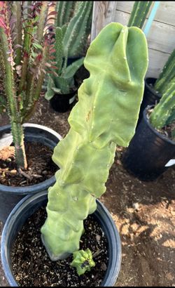 Obese Totem Pole Cactus