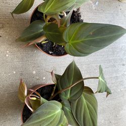 Philodendron Mican Plant 🪴 4” Pot,$28 Each