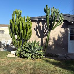Cactus
