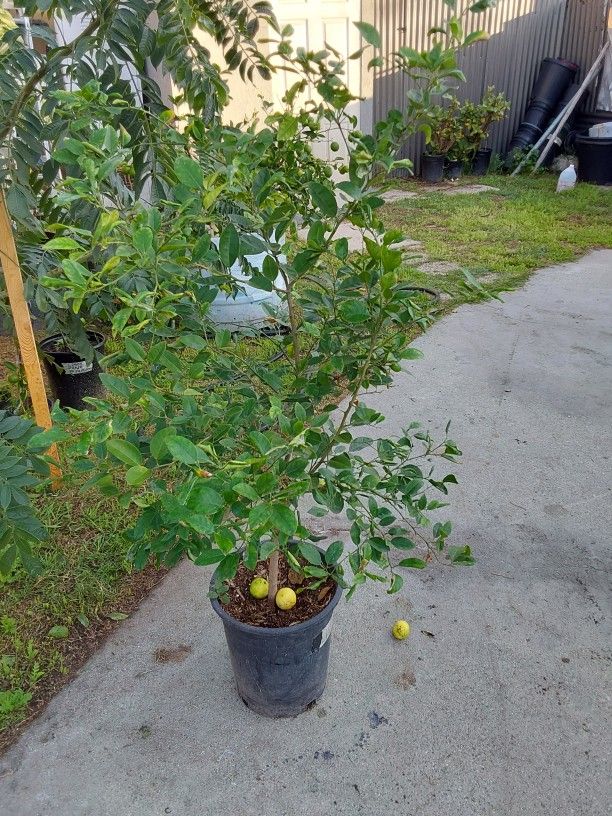 abolito de Limón mexicano del pequeñito.