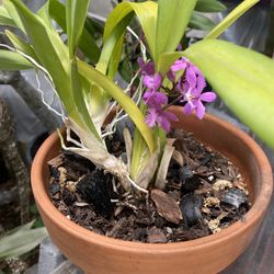 Orchid With Pot