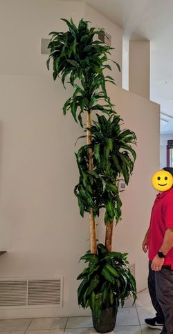 Corn Stalk Dracaena Artificial Plant