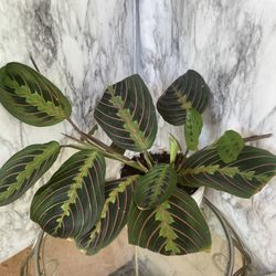 HERMOSAS PLANTAS NATURALES “PLAYER PLANT 