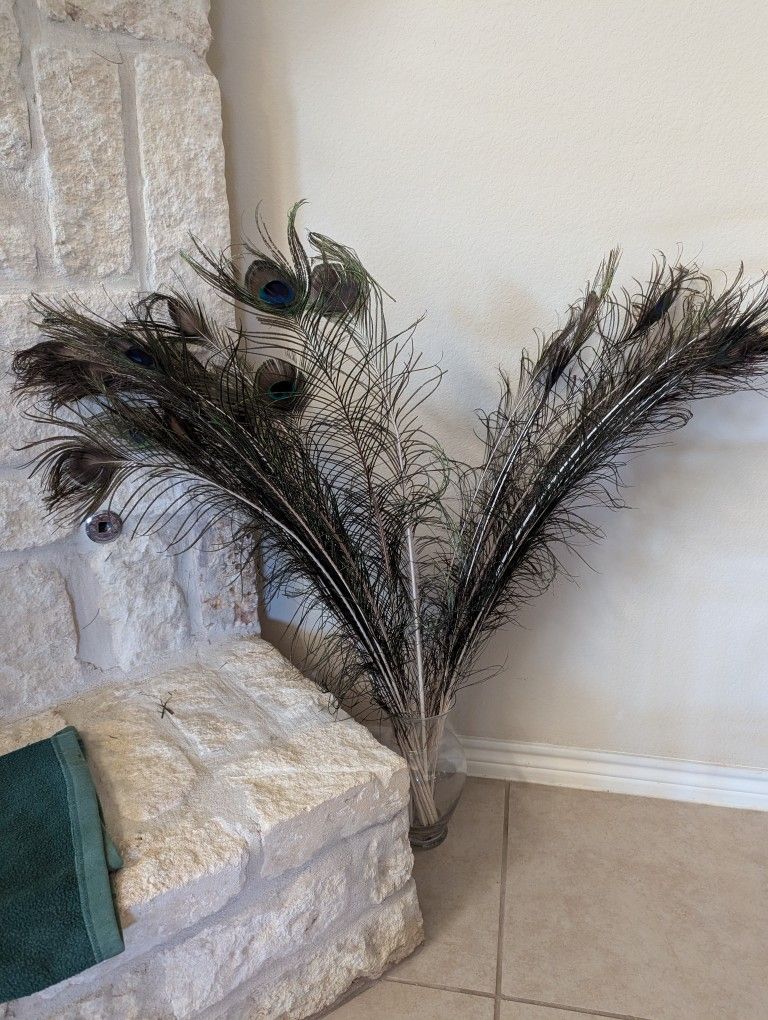 Craft Supplies - Real Peacock Feathers