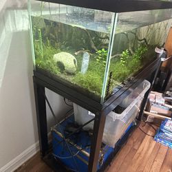 2 Fish Tanks Need Gone Asap
