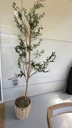 Olive plants fake