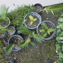 SMALL SAGO PALMS FOR SALE