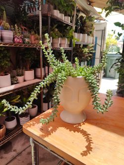 $15 Each One Plant