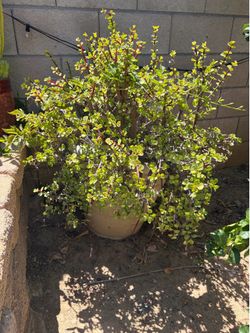 Elephant bush