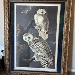 Beautiful Framed Snowy Owls Print 