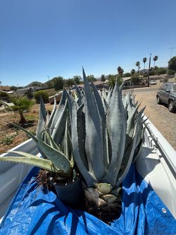 Agave
