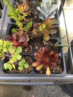 Beautiful succulents